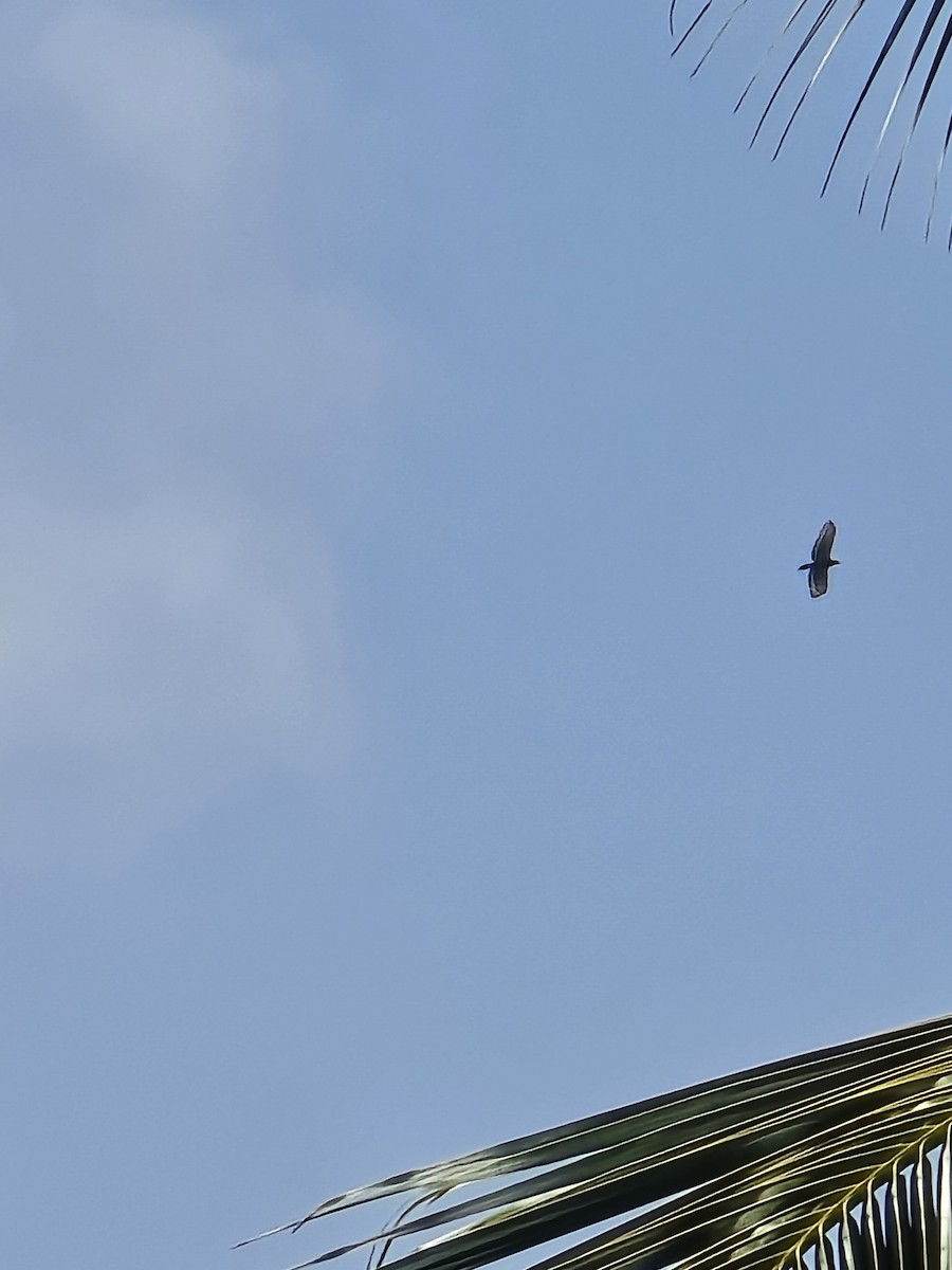 Crested Serpent-Eagle - ML644400903