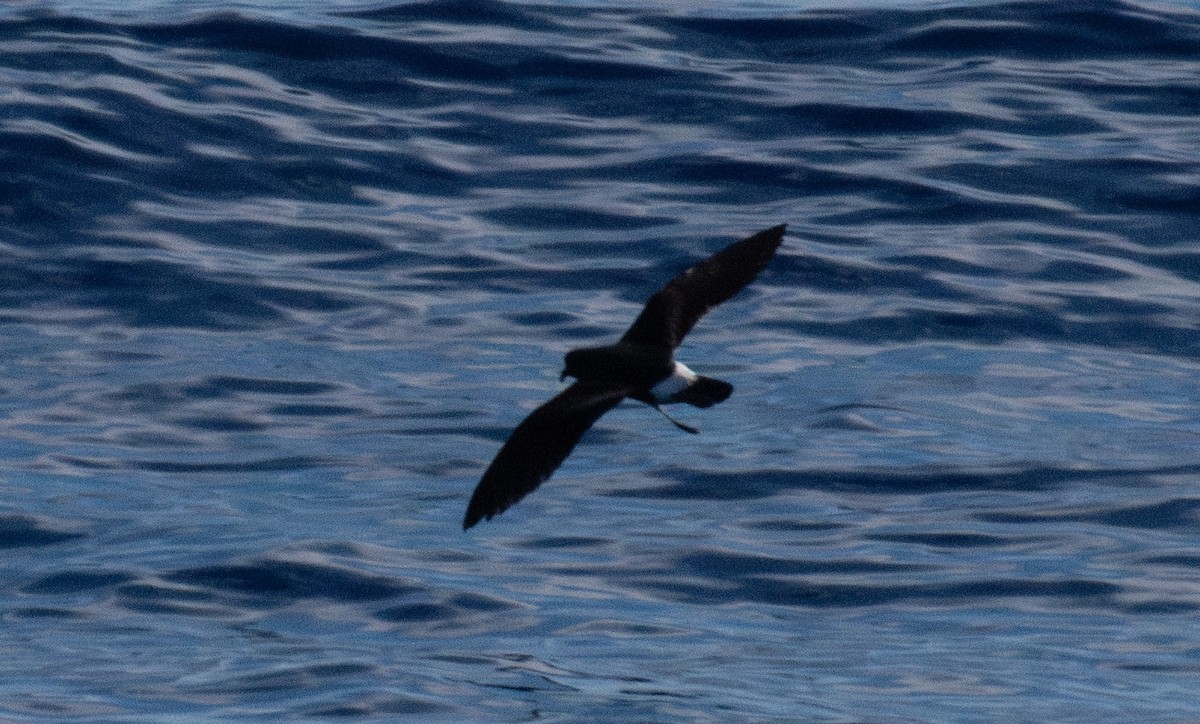 buřňáček madeirský - ML644400909