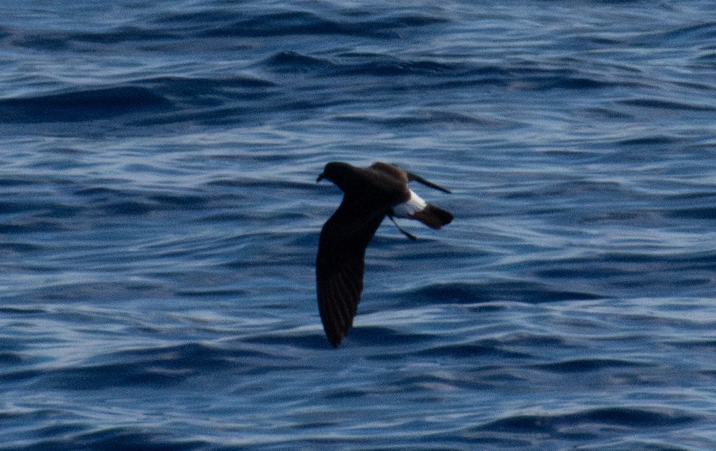 buřňáček madeirský - ML644400910