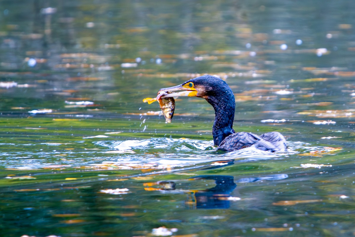 storskarv - ML644400921