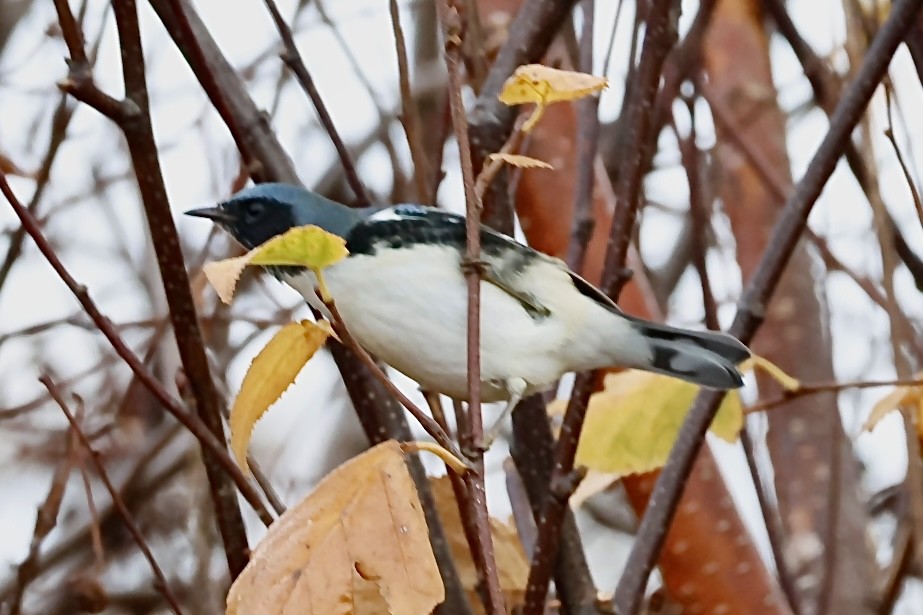 Black-throated Blue Warbler - ML644400922