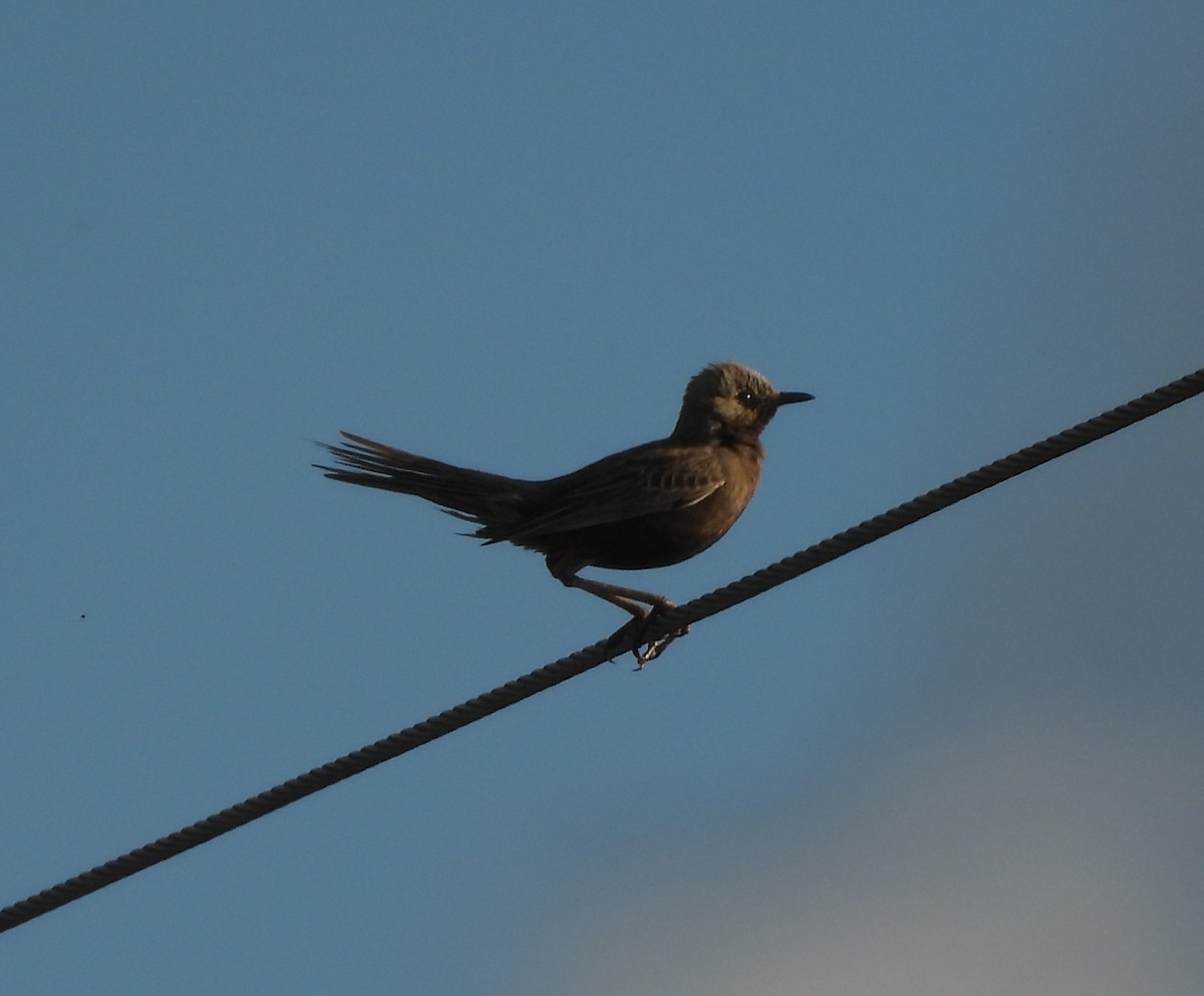 Brown Songlark - ML644400923