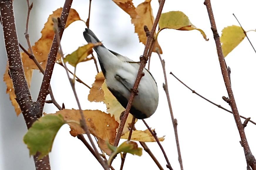 Black-throated Blue Warbler - ML644400924