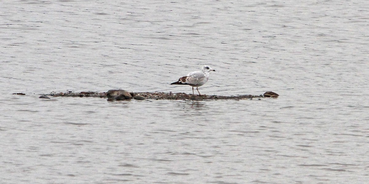 California Gull - ML644400933