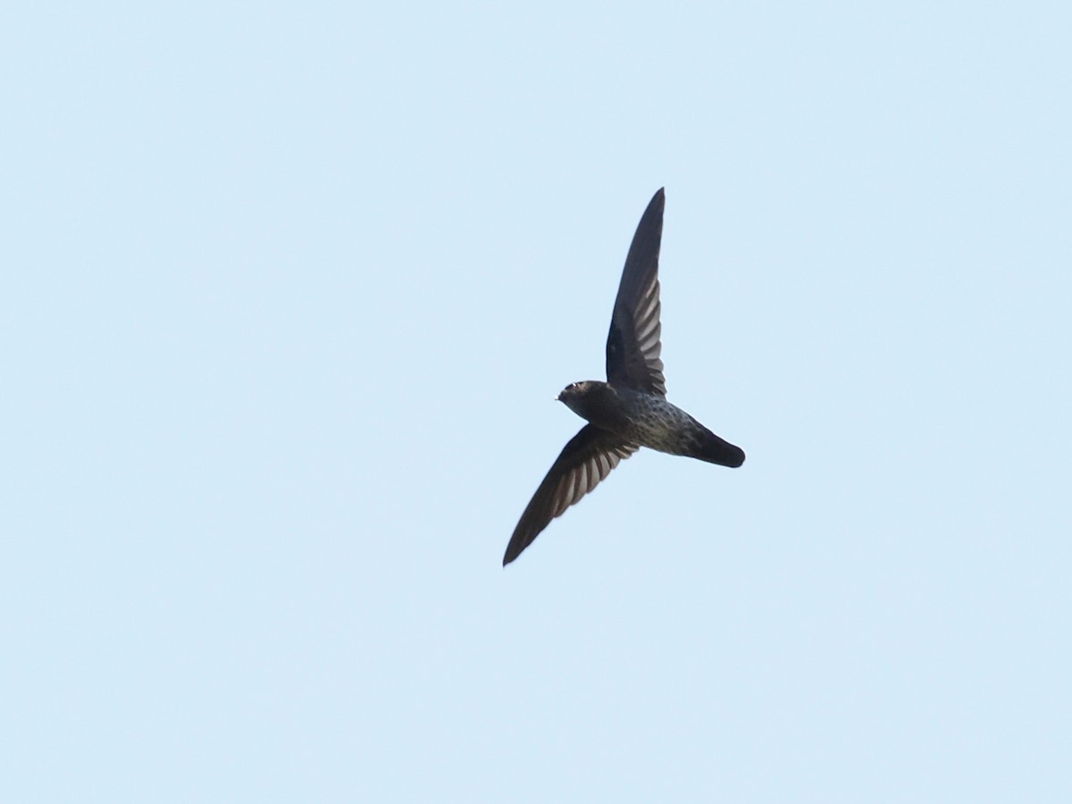 Plume-toed Swiftlet - ML644400944