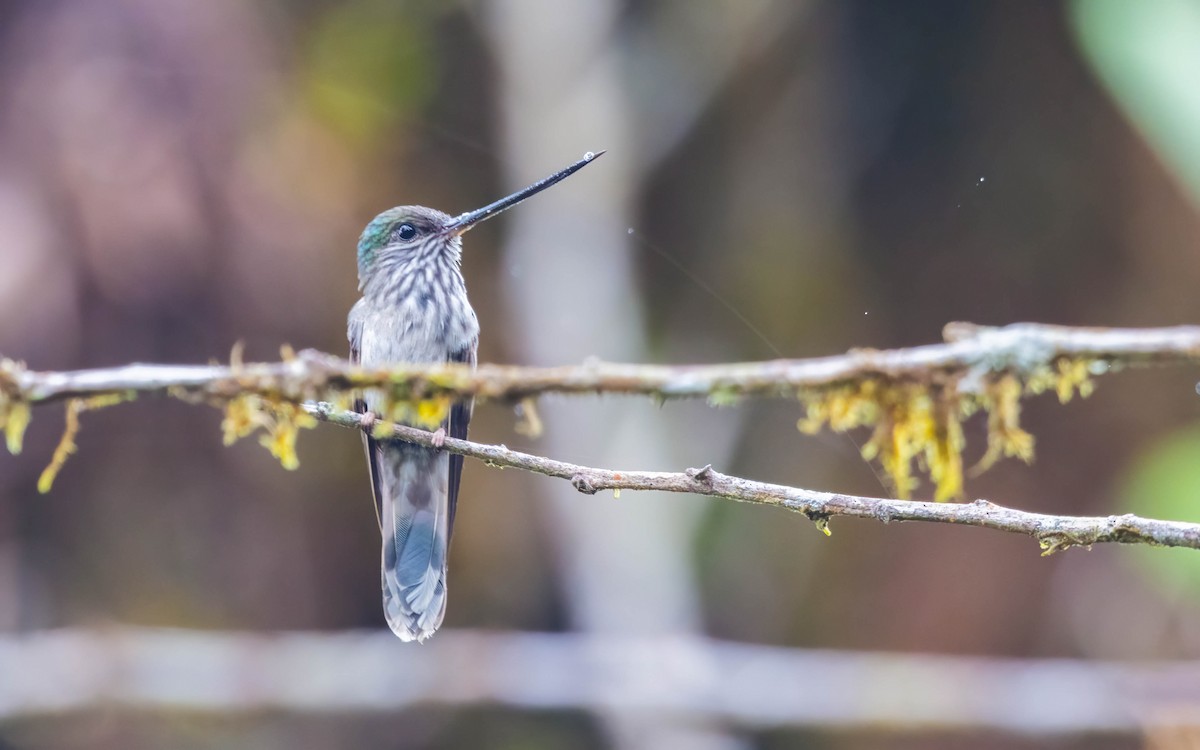 Diş Gagalı Kolibri - ML644400949