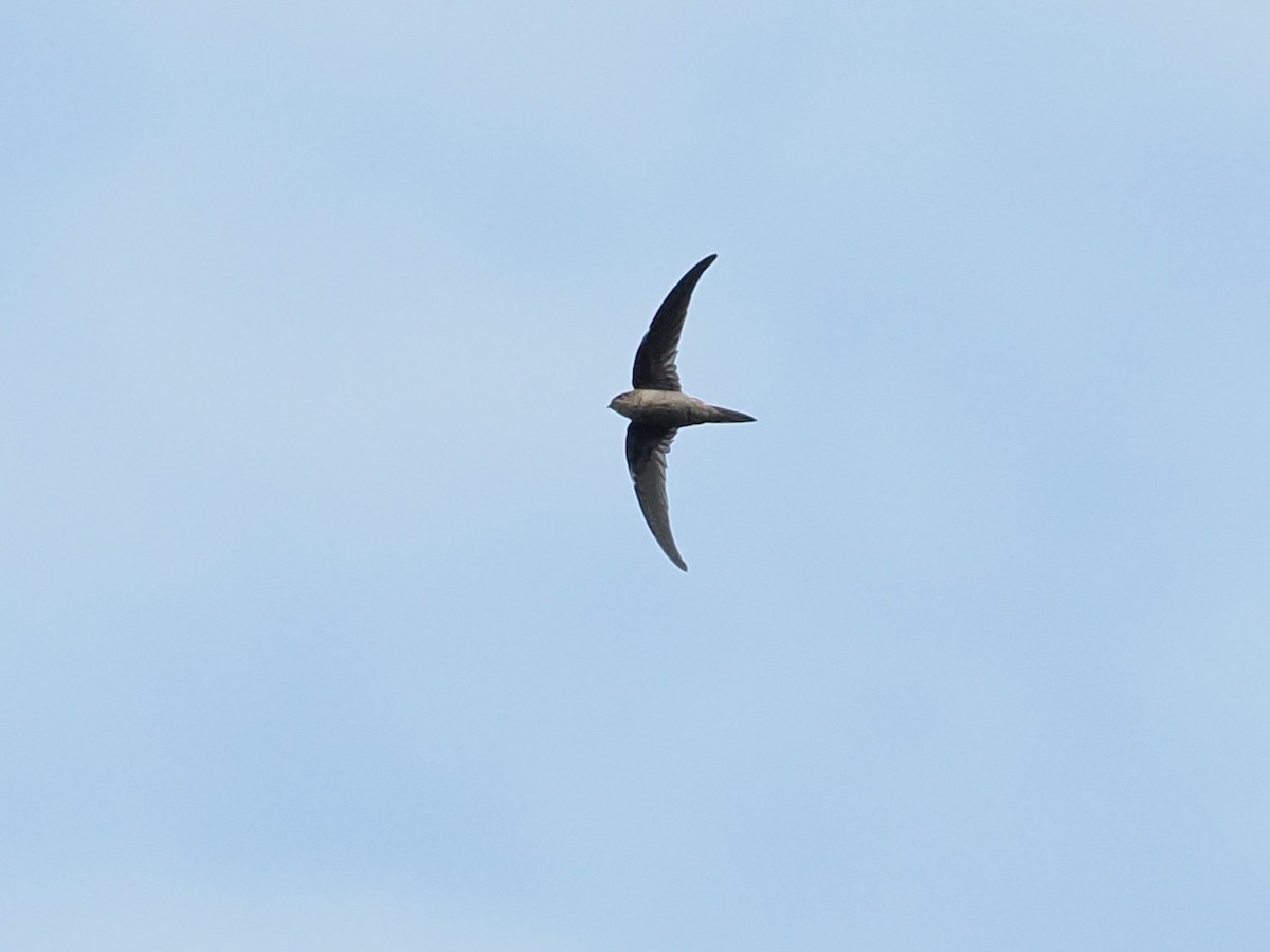 Asian Palm Swift - ML644400951