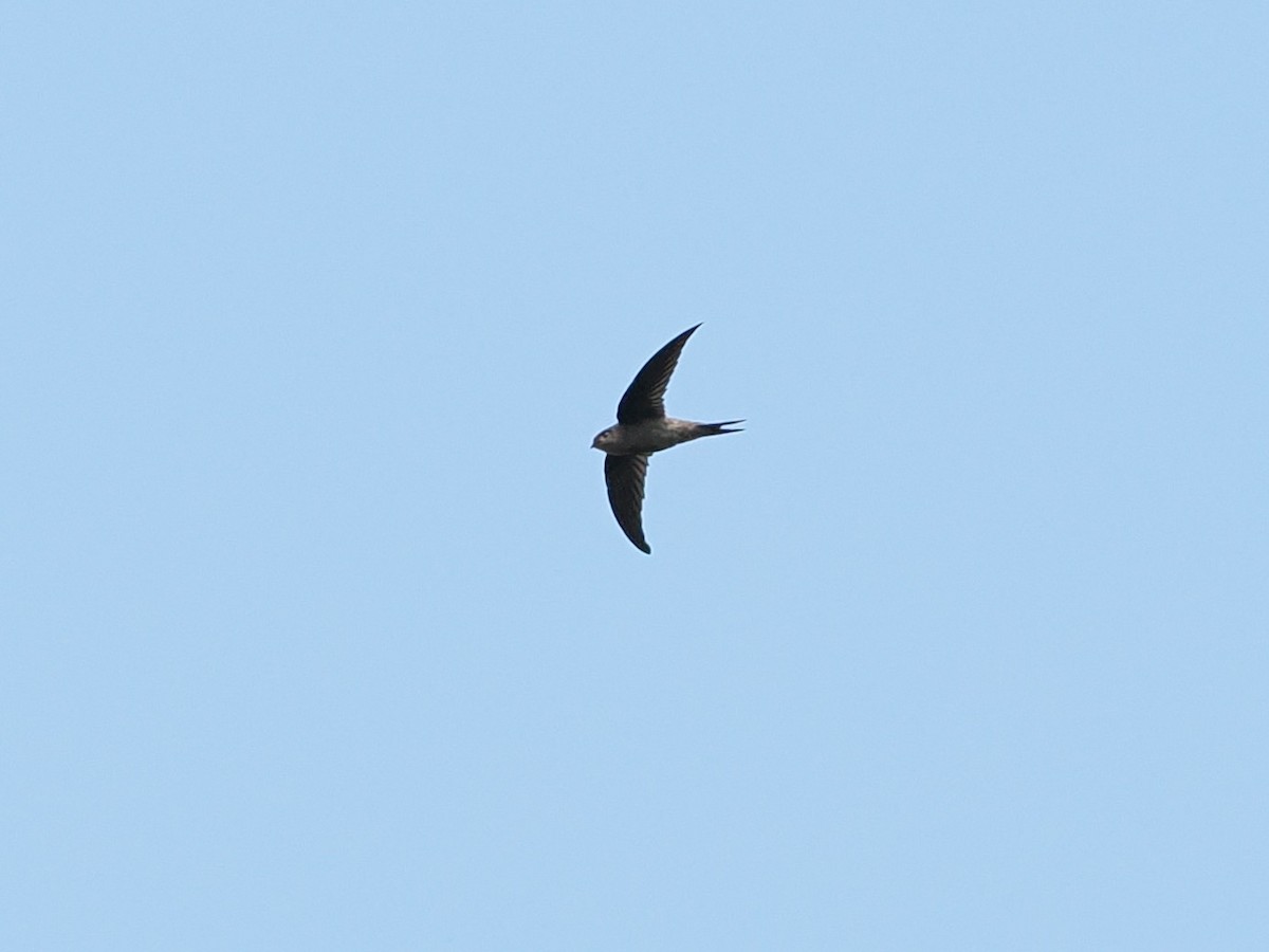 Asian Palm Swift - ML644400952