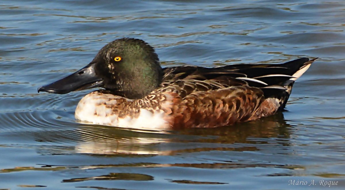 Northern Shoveler - Mário Roque