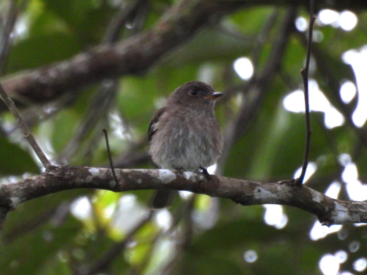 Brown-streaked Flycatcher (Umber) - ML644400969