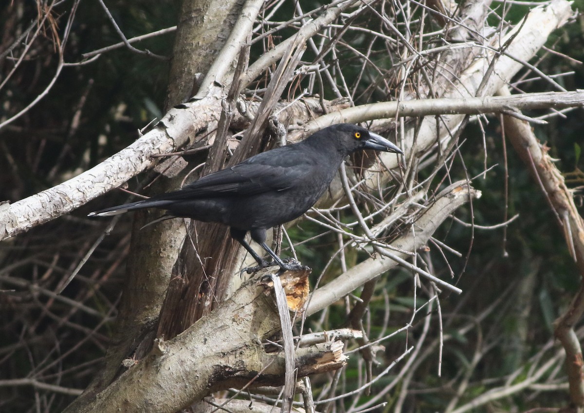 クロフエガラス - ML644400989