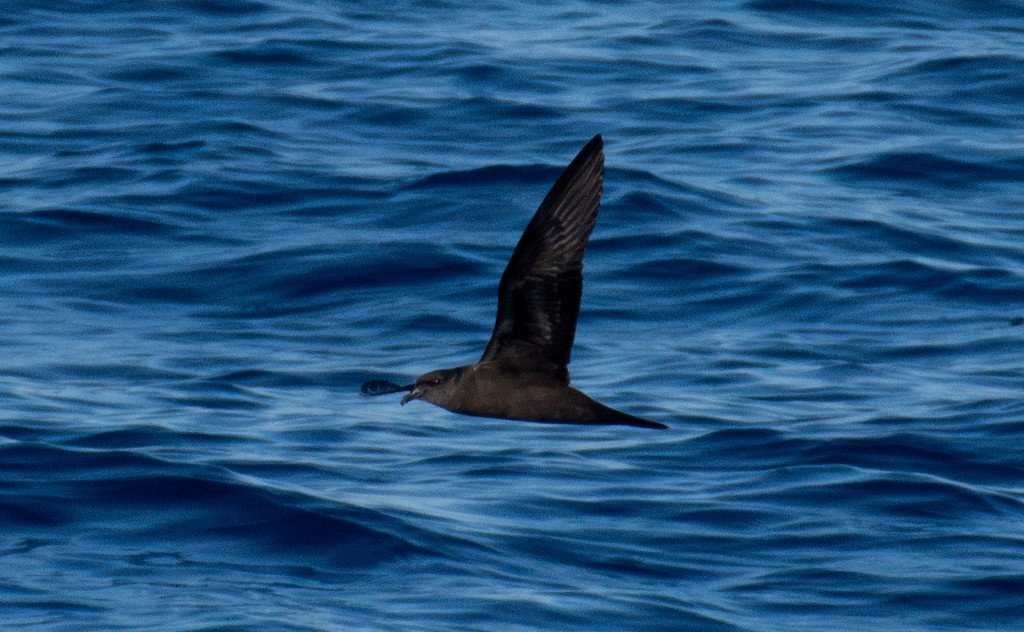 Bulwer's Petrel - ML644400991