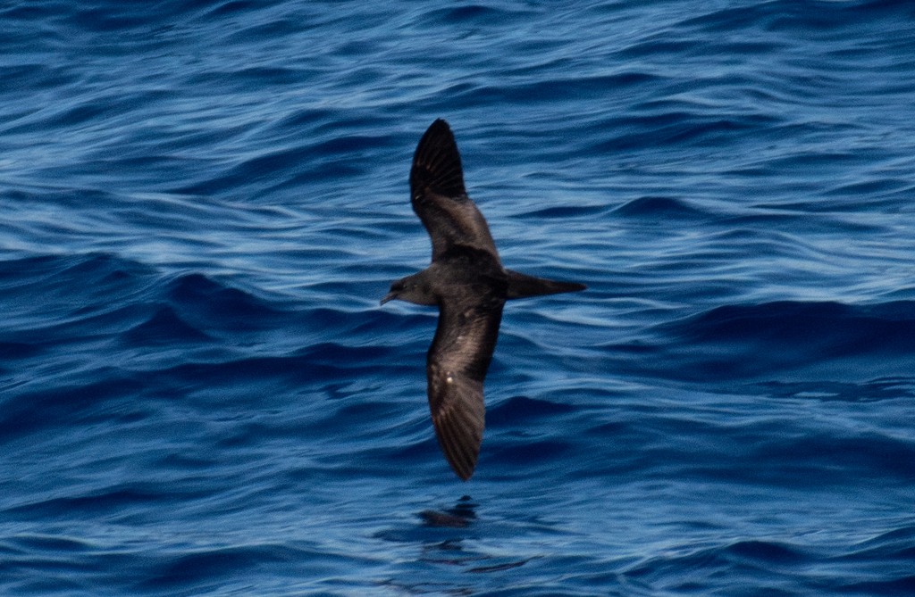Bulwer's Petrel - ML644400992