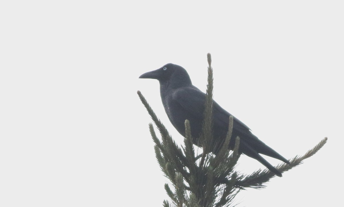 Forest Raven - ML644400993