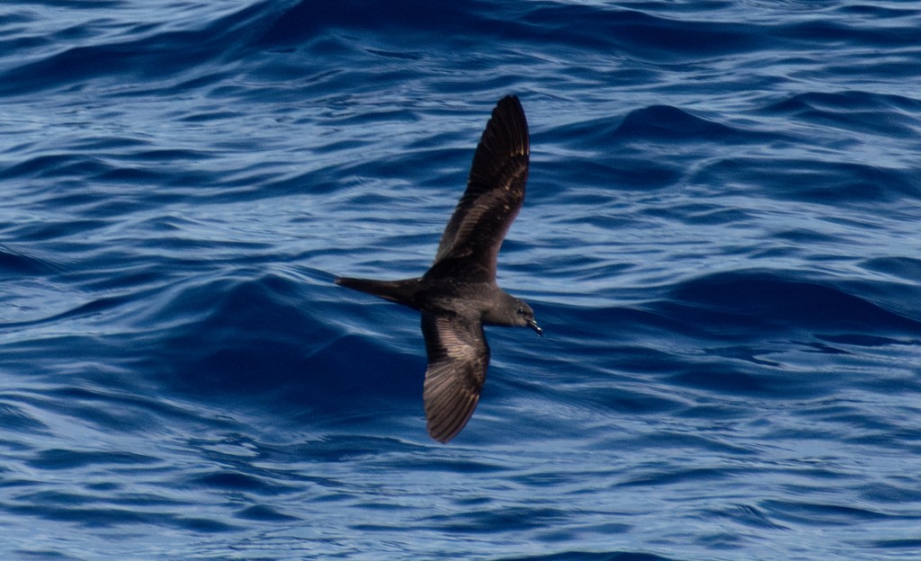 Bulwer's Petrel - ML644400994