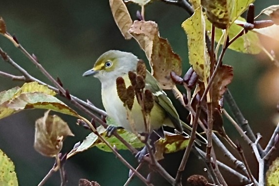Белоглазый виреон - ML644401016