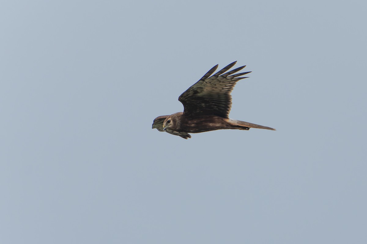 Eastern Marsh Harrier - ML644401033