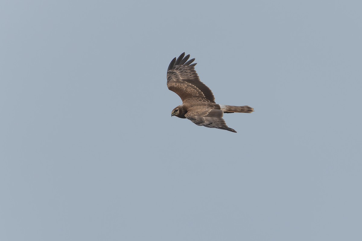 Eastern Marsh Harrier - ML644401034
