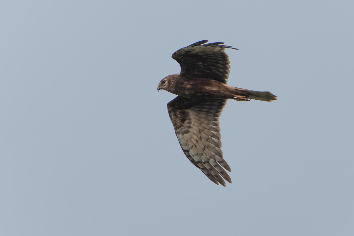 Eastern Marsh Harrier - ML644401035