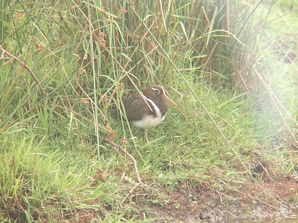 Australian Painted-Snipe - ML644401087