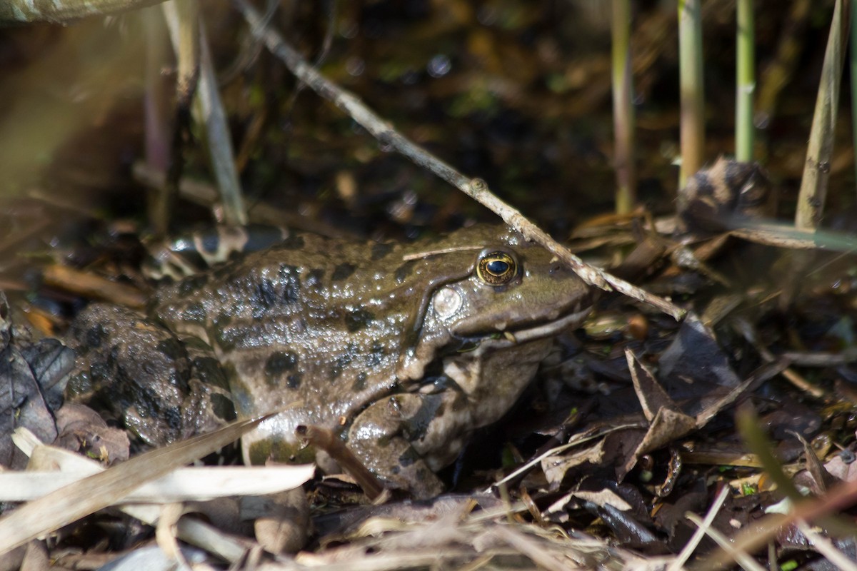 Marsh Frog - ML644401093