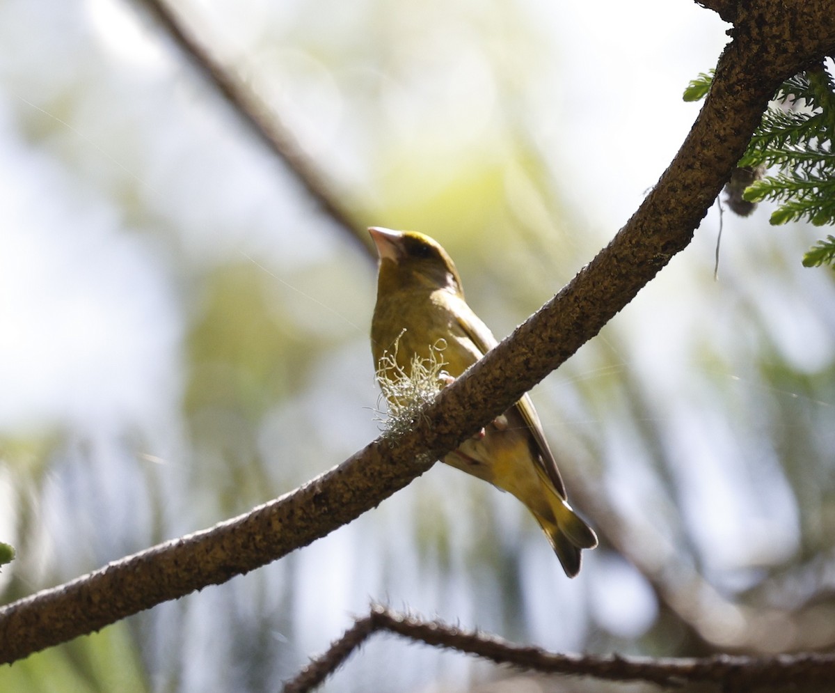 zvonek zelený - ML644401122