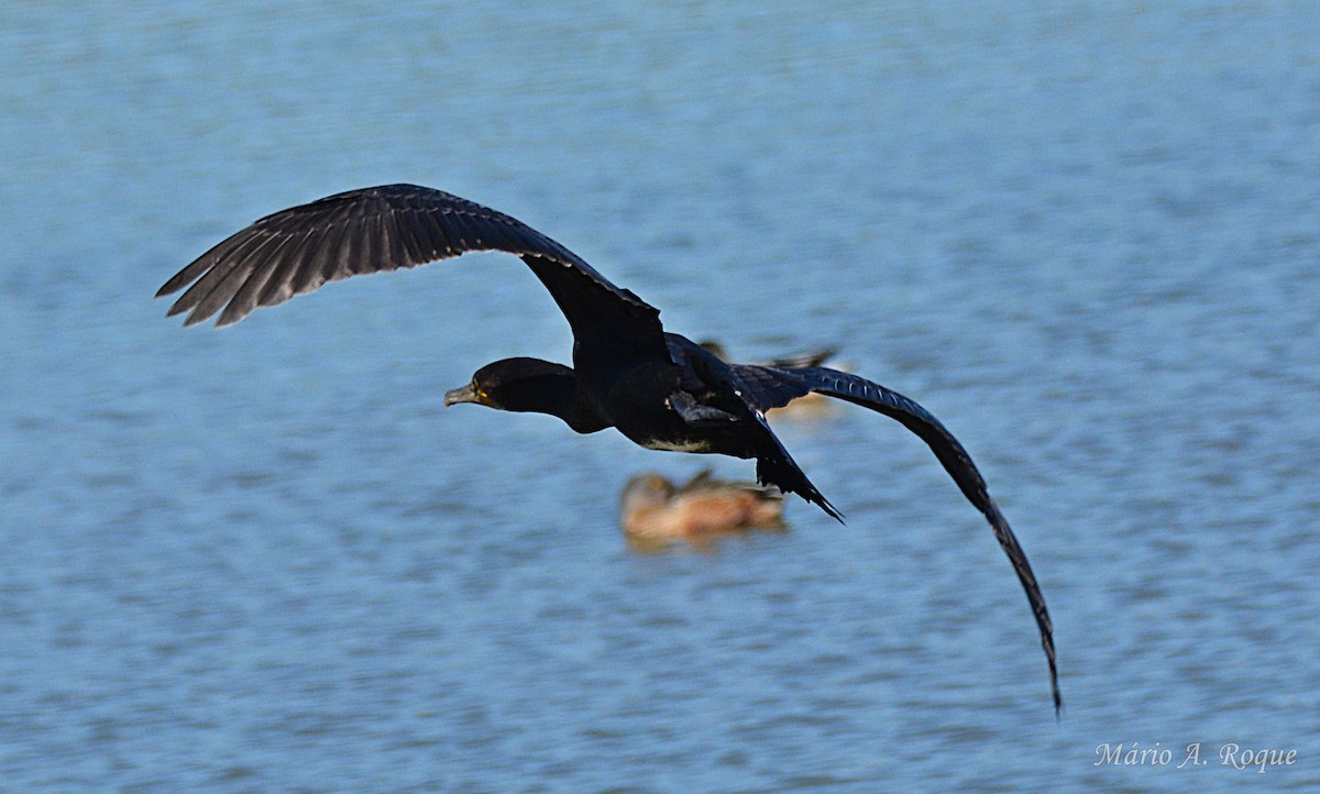 storskarv - ML644401125