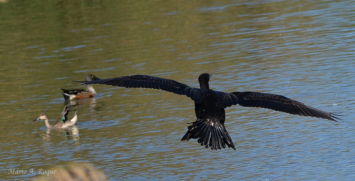 storskarv - ML644401126