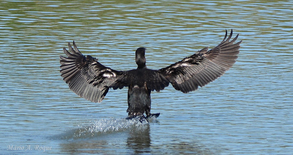 storskarv - ML644401127