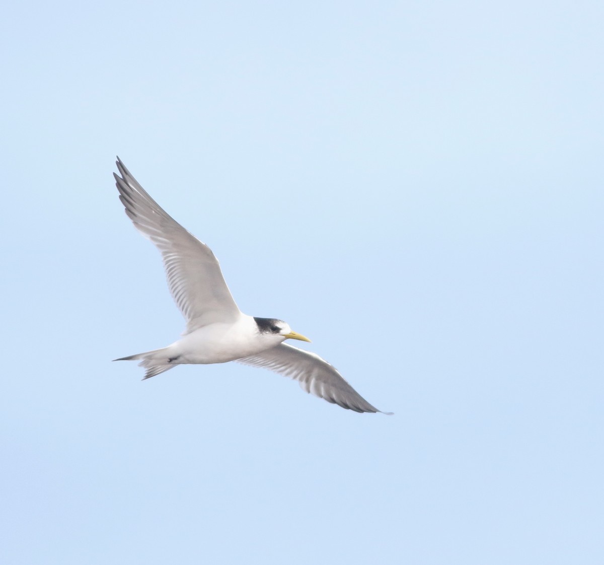 Крячок жовтодзьобий - ML644401128