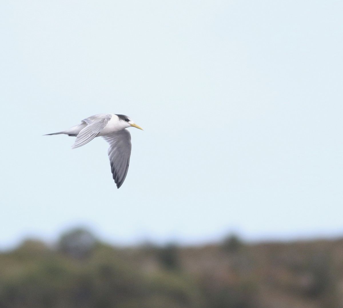 Крячок жовтодзьобий - ML644401130