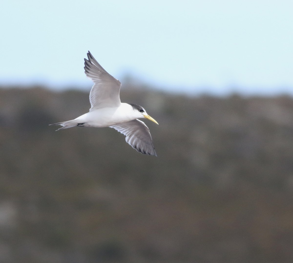 Крячок жовтодзьобий - ML644401131