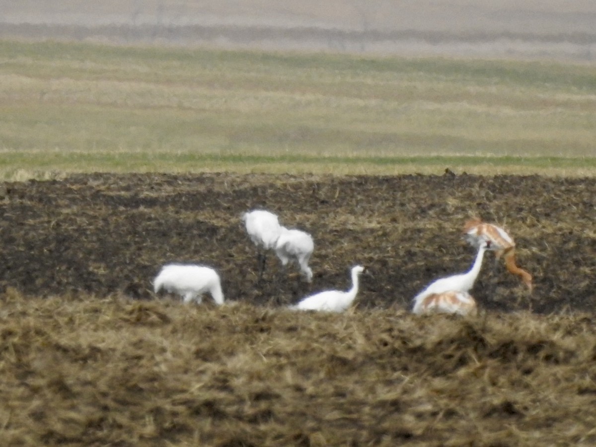 trompettrane - ML644401134