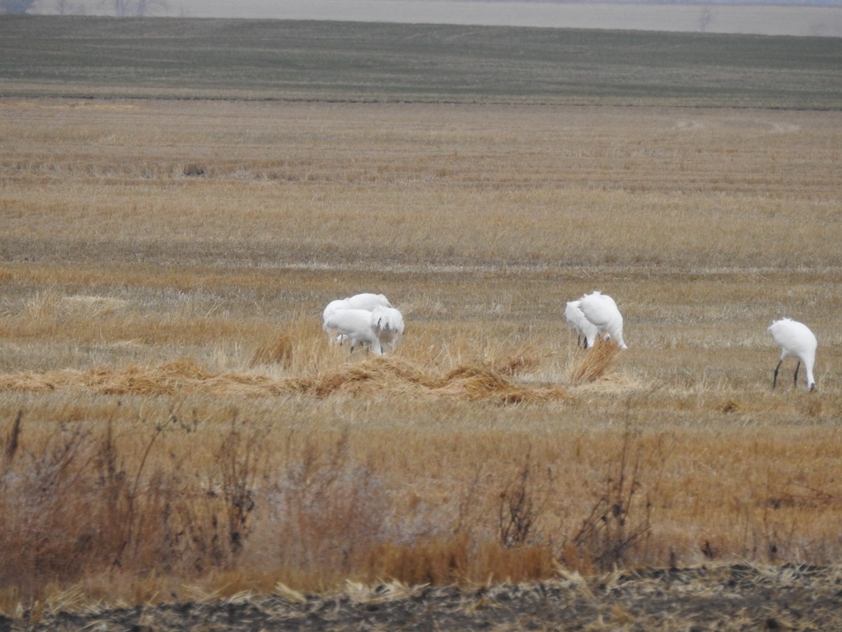 trompettrane - ML644401135