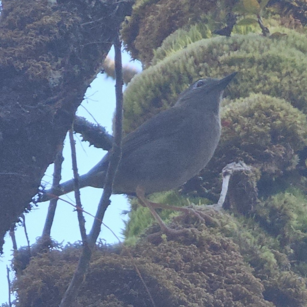 Puaiohi - ML644401138