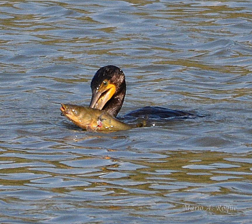 storskarv - ML644401140