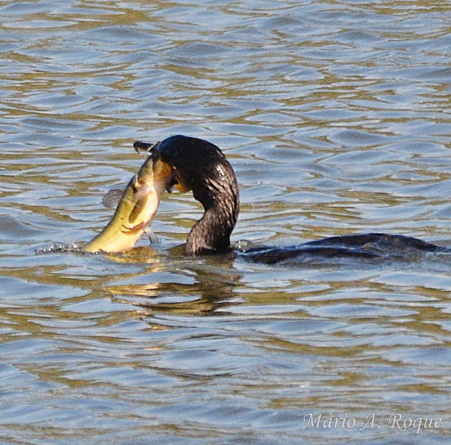 storskarv - ML644401141