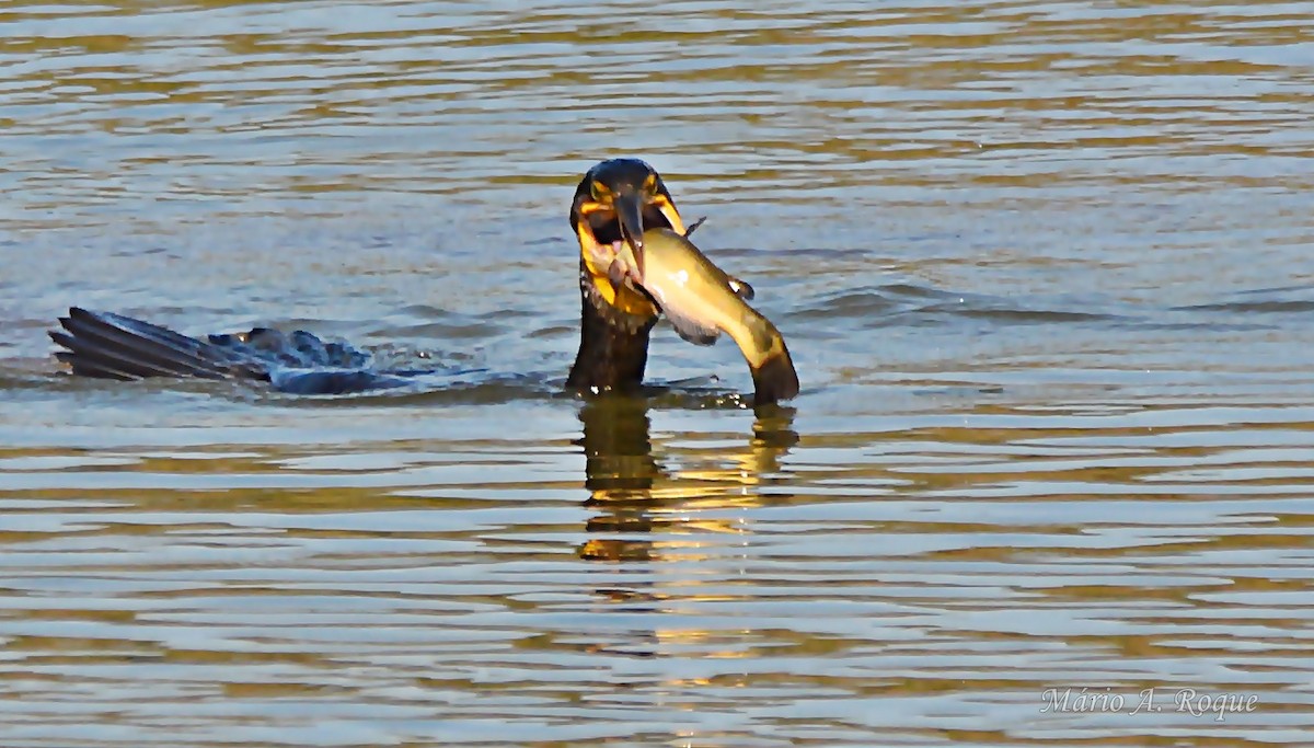 storskarv - ML644401142