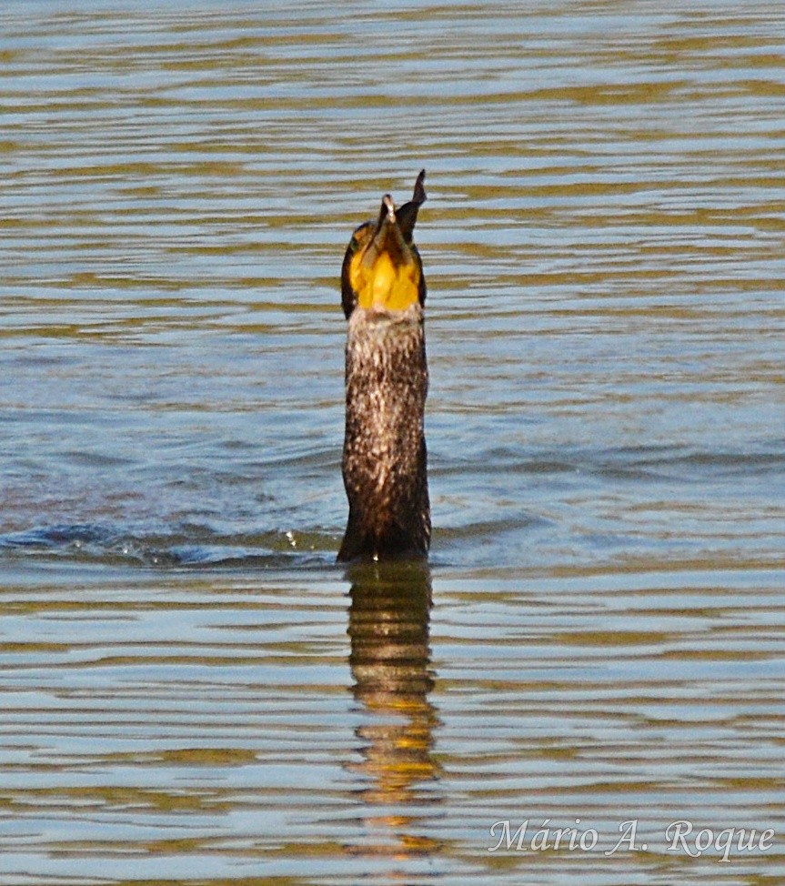 storskarv - ML644401143