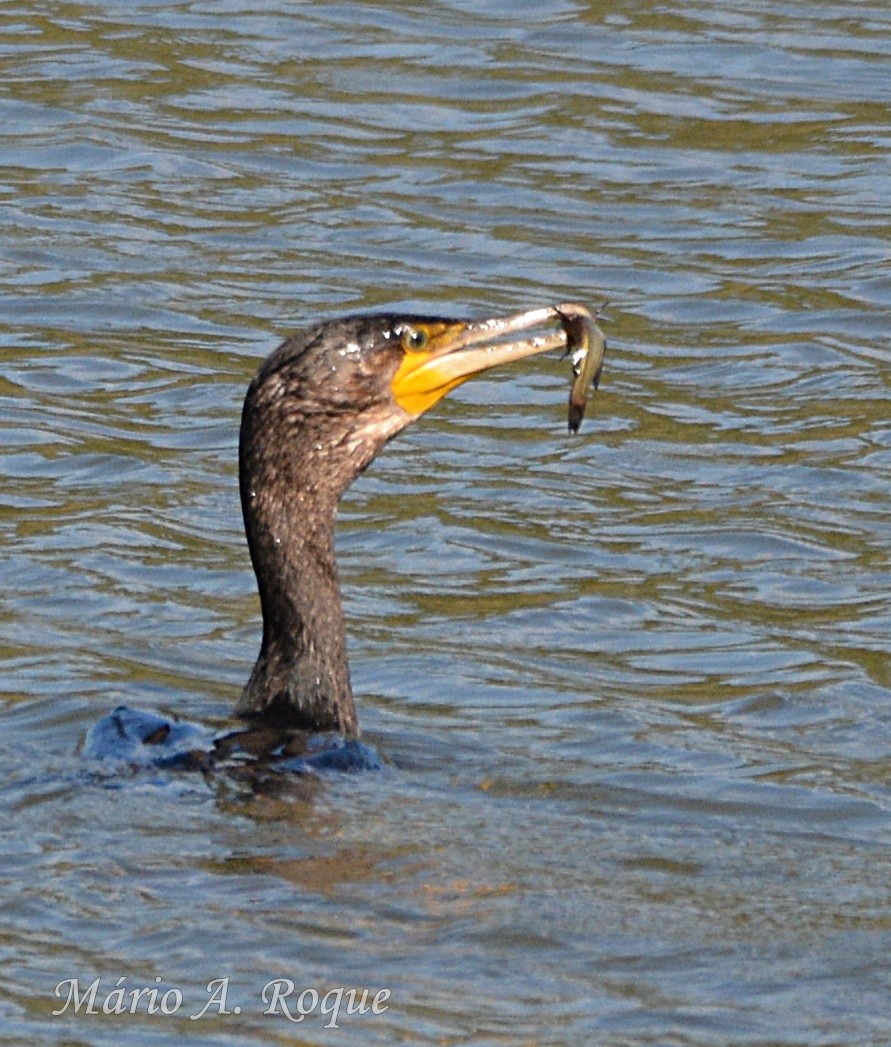 storskarv - ML644401144