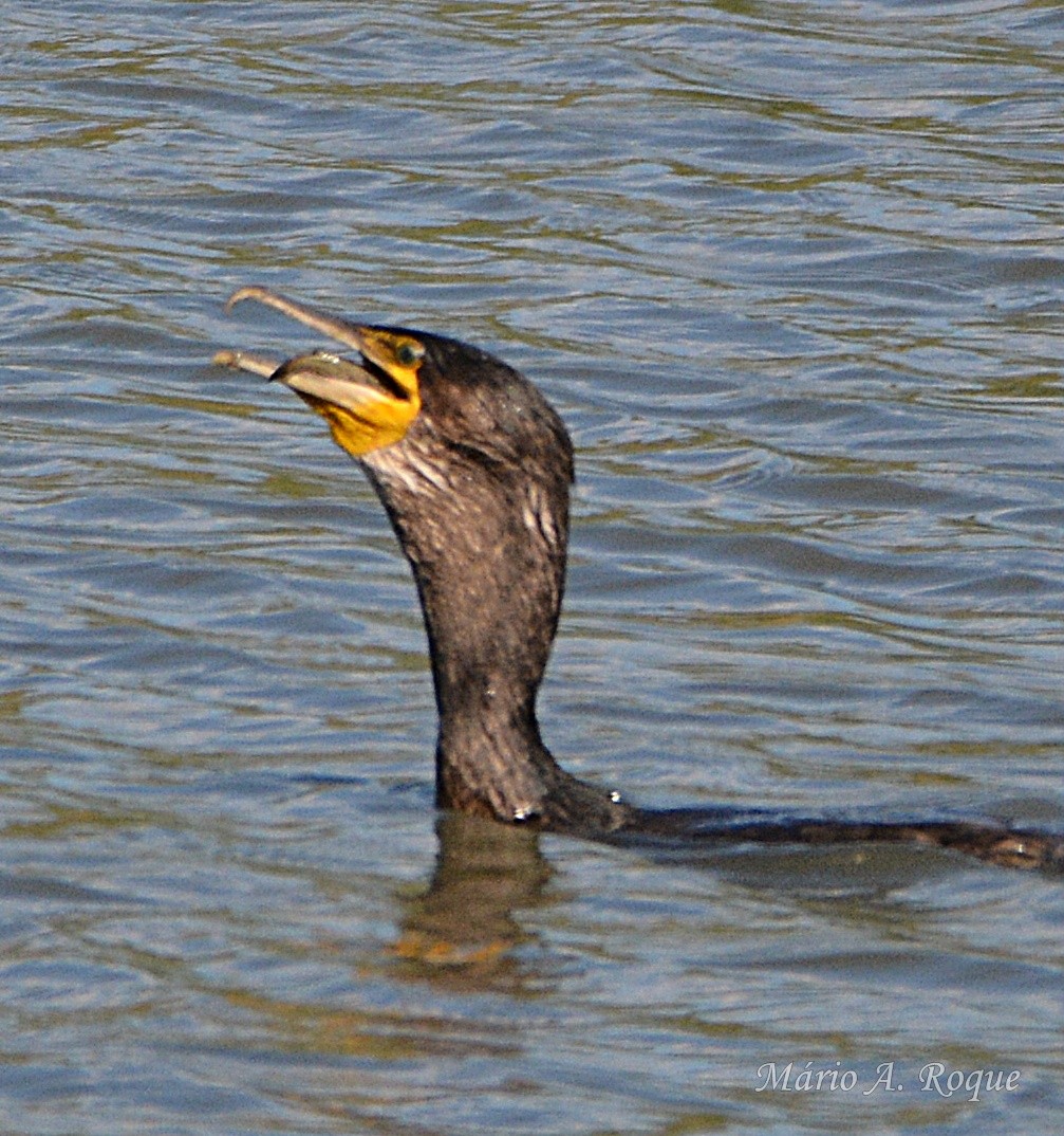 storskarv - ML644401145