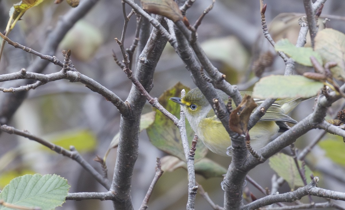 Белоглазый виреон - ML644401146