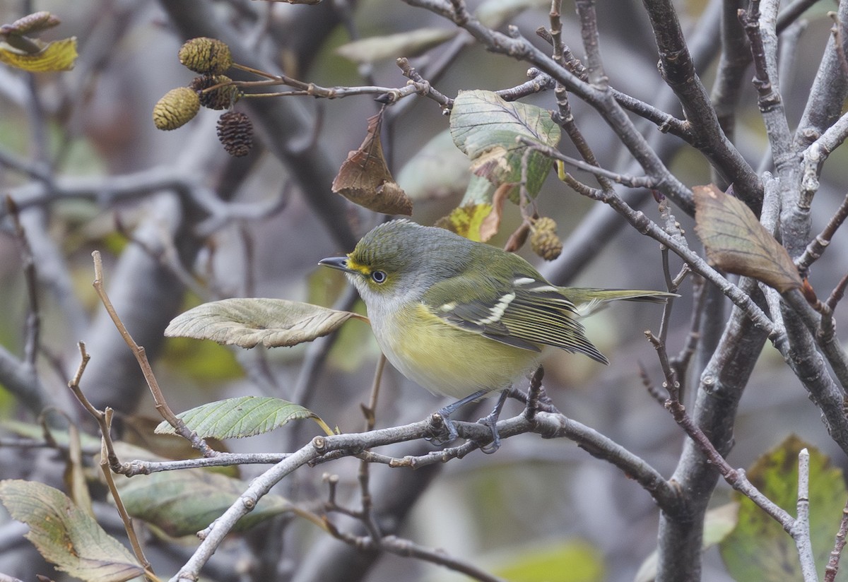 Белоглазый виреон - ML644401149
