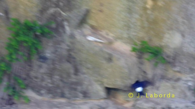 jiřička obecná - ML644401159