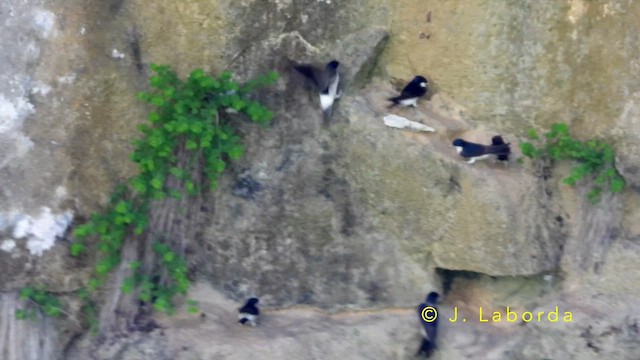 jiřička obecná - ML644401160