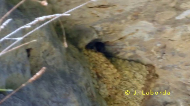 jiřička obecná - ML644401161