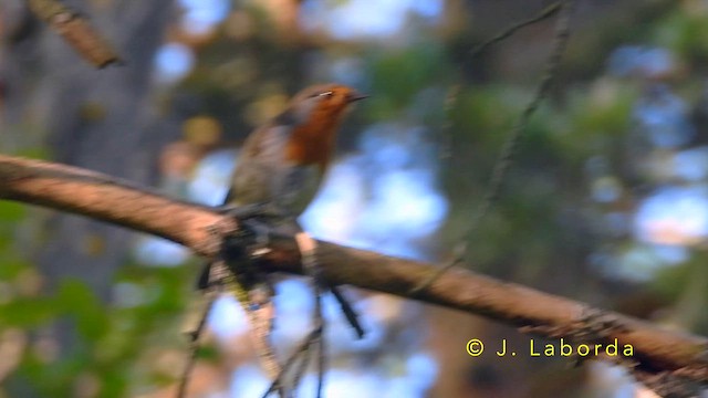 červenka obecná - ML644401163