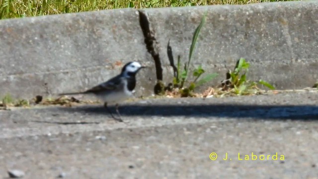 konipas bílý - ML644401170