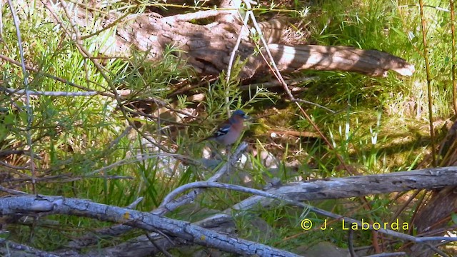 pěnkava obecná - ML644401174