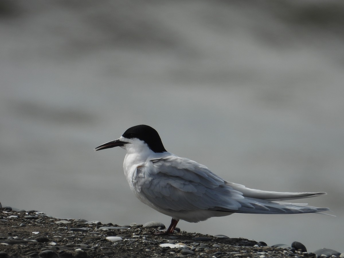 White-fronted Tern - ML644401189